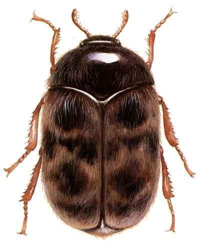 ADDITIONAL MEASURES - KHAPRA BEETLE